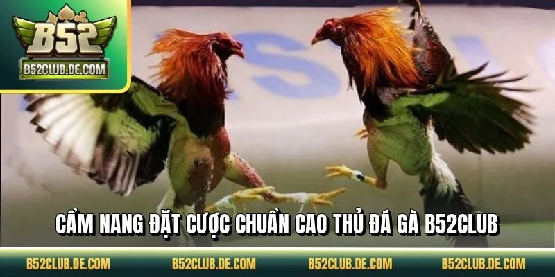 Cẩm nang đặt cược chuẩn cao thủ đá gà B52CLUB